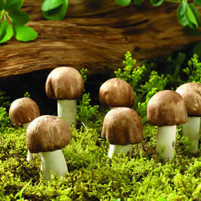 焦虑症如何有效缓解吃蘑菇真管用吗