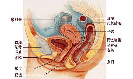 女性内生殖系统图示
